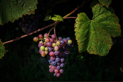 Veraison: When Grapes Turn Red