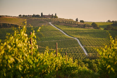 5 Reasons Why Great Wine Starts with Geography